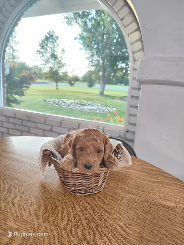 Green – Miniature Goldendoodle puppy for sale in Willows, CA