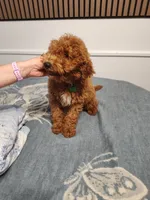 Green, a male Goldendoodle and Miniature Goldendoodle for sale in Willows, CA – 4 of 9