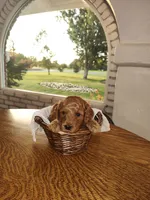 Green, a male Miniature Goldendoodle for sale in Willows, CA – 3 of 3