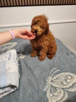 Red, a male Goldendoodle and Miniature Goldendoodle for sale in Willows, CA – 2 of 10