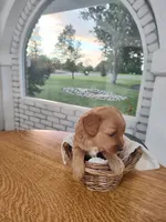 Brown , a male Miniature Goldendoodle for sale in Willows, CA – 2 of 4