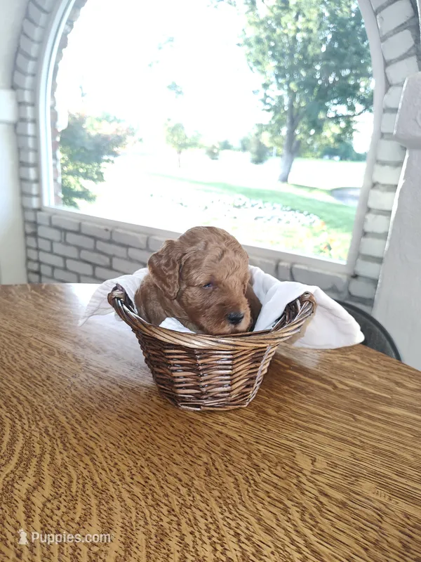 Black – Miniature Goldendoodle puppy for sale in Willows, CA