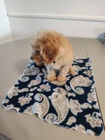 Grey, a male Miniature Goldendoodle for sale in Willows, CA – Photo 6 of 10