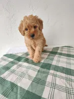Grey, a male Miniature Goldendoodle for sale in Willows, CA – Photo 8 of 10