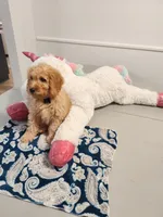 Grey, a male Miniature Goldendoodle for sale in Willows, CA – Photo 5 of 10