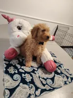 Grey, a male Miniature Goldendoodle for sale in Willows, CA – Photo 3 of 10