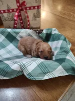 Grey, a male Miniature Goldendoodle for sale in Willows, CA – Photo 9 of 10
