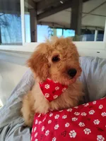 Grey, a male Miniature Goldendoodle for sale in Willows, CA – Photo 1 of 10