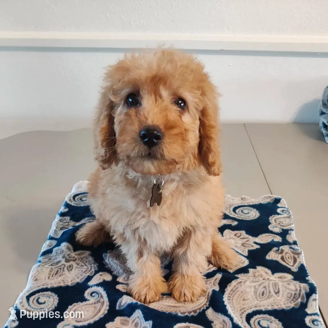 Grey, a male Miniature Goldendoodle for sale in Willows, CA – Photo 7 of 10