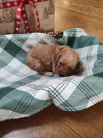 Grey, a male Miniature Goldendoodle for sale in Willows, CA – Photo 10 of 10