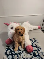 Grey, a male Miniature Goldendoodle for sale in Willows, CA – Photo 4 of 10