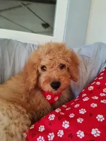 Grey, a male Miniature Goldendoodle for sale in Willows, CA – Photo 2 of 10