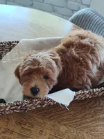 Red, a male Goldendoodle and Miniature Goldendoodle for sale in Willows, CA – 2 of 6