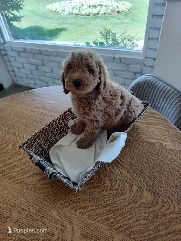 Grey – Miniature Goldendoodle puppy for sale in Willows, CA