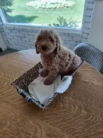 Grey, a male Goldendoodle and Miniature Goldendoodle for sale in Willows, CA – 1 of 5