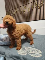 Black, a male Goldendoodle and Miniature Goldendoodle for sale in Willows, CA – 3 of 10