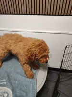 Black, a male Goldendoodle and Miniature Goldendoodle for sale in Willows, CA – 2 of 10