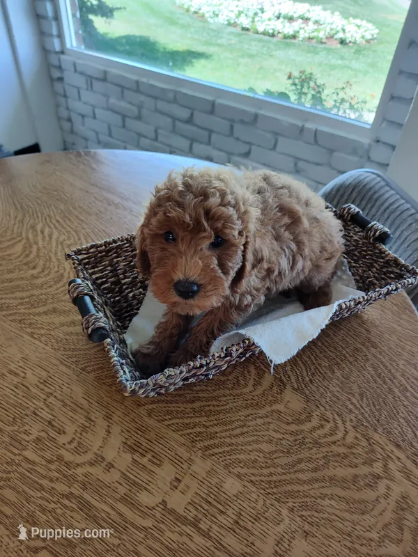 Green – Miniature Goldendoodle puppy for sale in Willows, CA