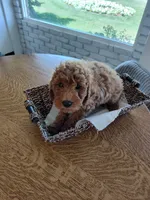 Green, a male Goldendoodle and Miniature Goldendoodle for sale in Willows, CA – 1 of 5