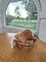Pink, a male Miniature Goldendoodle for sale in Willows, CA – 3 of 6