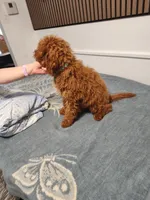 Green, a male Goldendoodle and Miniature Goldendoodle for sale in Willows, CA – 3 of 9