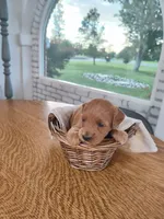 Pink, a male Miniature Goldendoodle for sale in Willows, CA – 5 of 6