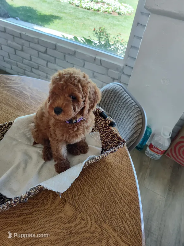 Purple – Miniature Goldendoodle puppy for sale in Willows, CA