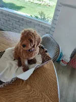 Purple, a female Goldendoodle and Miniature Goldendoodle for sale in Willows, CA – 1 of 6