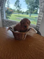 Black, a male Miniature Goldendoodle for sale in Willows, CA – 2 of 3