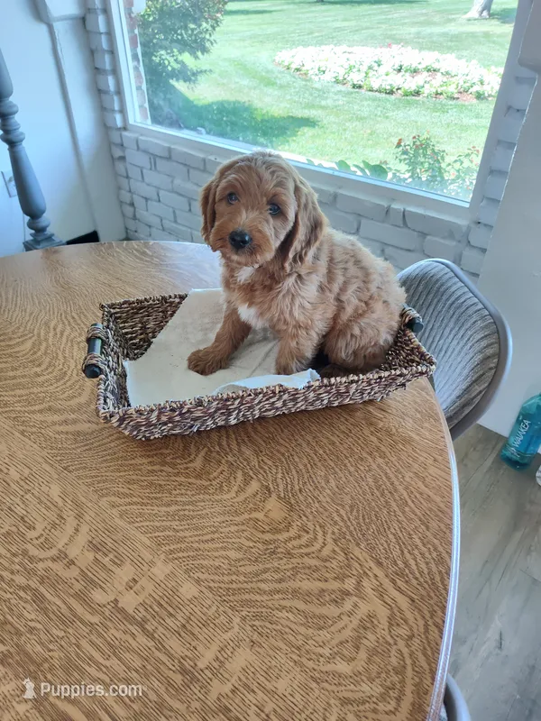 Brown  – Miniature Goldendoodle puppy for sale in Willows, CA