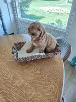 Brown , a male Goldendoodle and Miniature Goldendoodle for sale in Willows, CA – 1 of 8