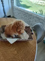Black, a male Goldendoodle and Miniature Goldendoodle for sale in Willows, CA – 2 of 5