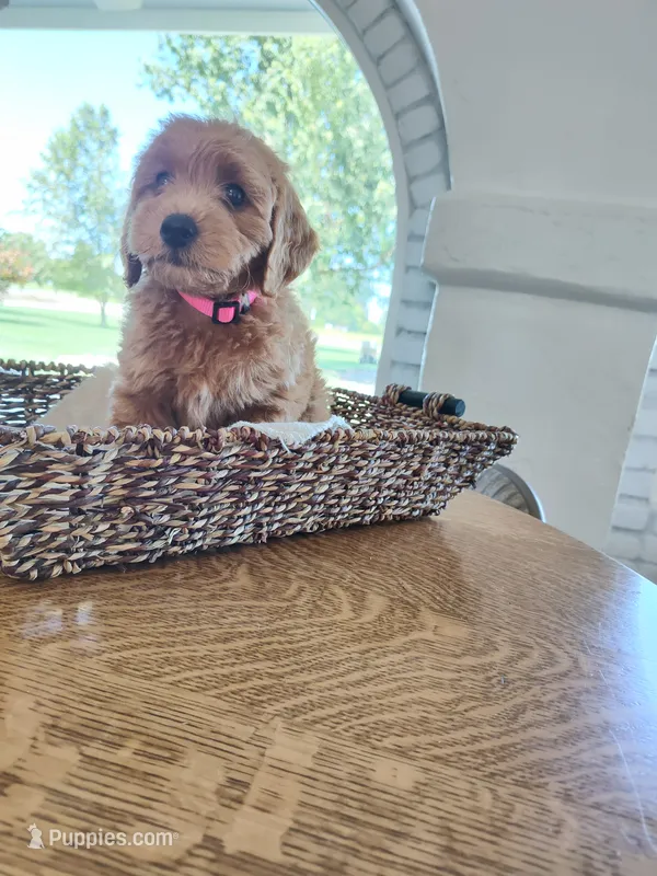 Pink – Miniature Goldendoodle puppy for sale in Willows, CA