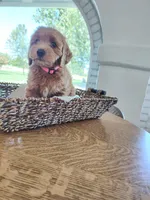 Pink, a male Miniature Goldendoodle for sale in Willows, CA – 1 of 6