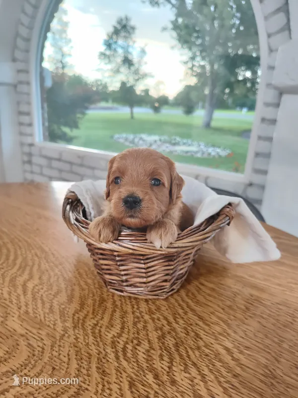 Pink – Miniature Goldendoodle puppy for sale in Willows, CA