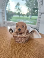Pink, a male Miniature Goldendoodle for sale in Willows, CA – 2 of 6