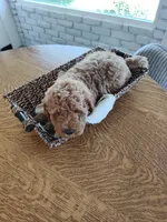 Grey, a male Goldendoodle and Miniature Goldendoodle for sale in Willows, CA – 3 of 5