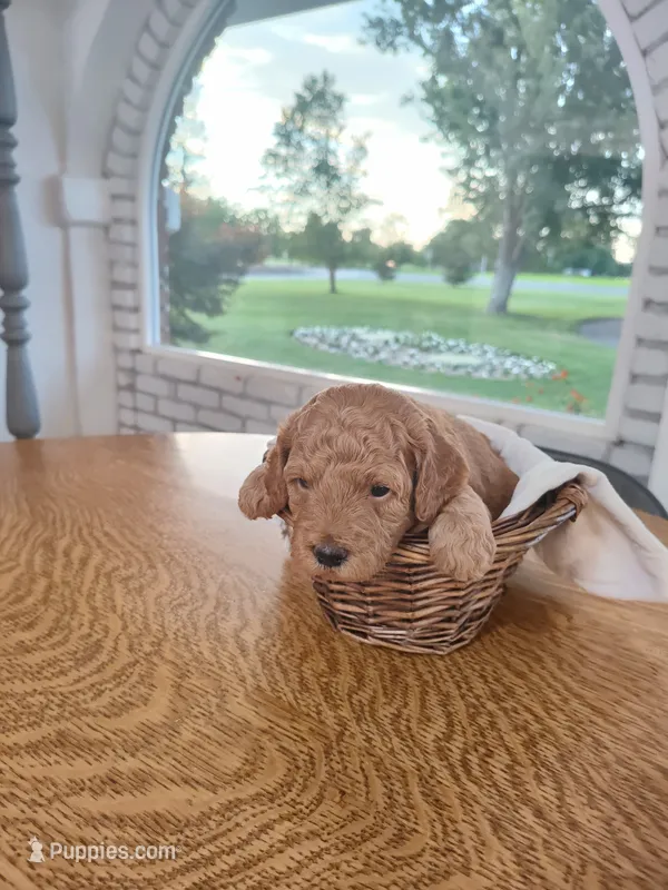 Grey – Miniature Goldendoodle puppy for sale in Willows, CA