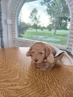Grey, a male Miniature Goldendoodle for sale in Willows, CA – 1 of 2