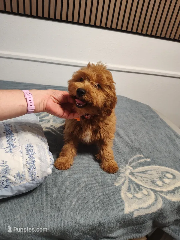 Orange  – Goldendoodle, Miniature Goldendoodle puppy for sale in Willows, CA