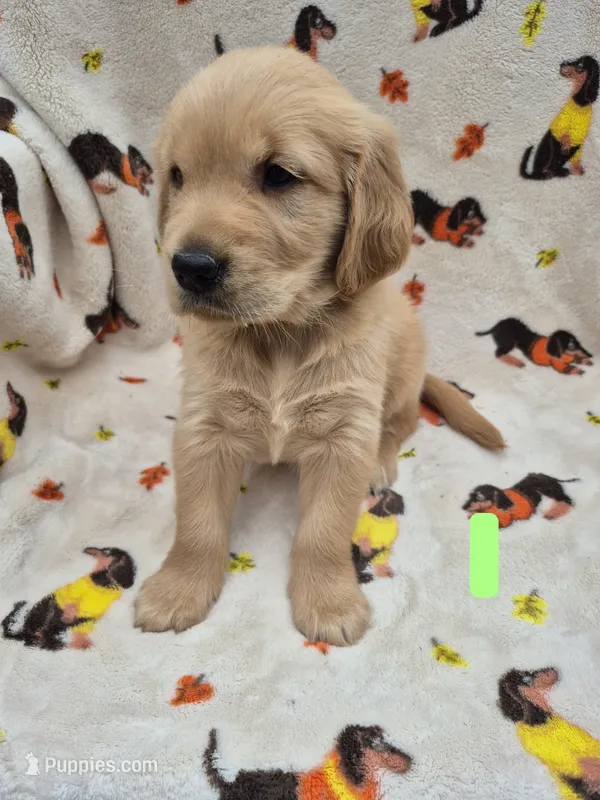 Buster – Golden Retriever puppy for sale in Aiken, SC