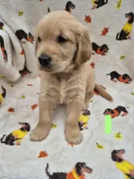 Buster, a male Golden Retriever for sale in Aiken, SC – 1 of 3