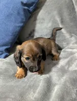 Ruby, a female Miniature Dachshund for sale in Aiken, SC – 2 of 4