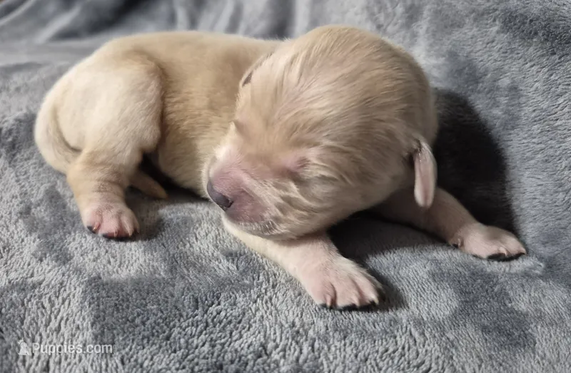 Luna – Golden Retriever puppy for sale in Aiken, SC
