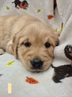 Sally, a female Golden Retriever for sale in Aiken, SC – 2 of 2