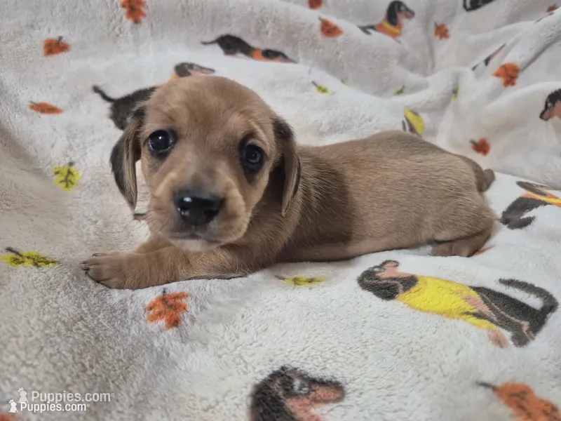 Rosie  – Miniature Dachshund puppy for sale in Aiken, SC