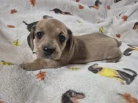 Rosie , a female Miniature Dachshund for sale in Aiken, SC – 4 of 4