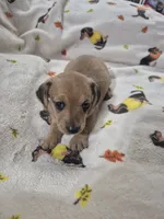 Rosie , a female Miniature Dachshund for sale in Aiken, SC – 3 of 4