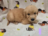 Katie, a female Golden Retriever for sale in Aiken, SC – 1 of 3