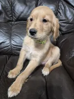 Benny, a male Golden Retriever for sale in Aiken, SC – 2 of 2